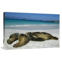 в. Галапагос Морски лъв Група Спя на плажа, островите Галапагос, Еквадор Арт Печат - Туи де Рой