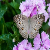 Тайланд, Khon Kaen, пеперуда за пеперуди от сив панси от Gavriel Jecan